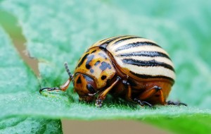 Insetticida biologico per la difesa dell'orto e del giardino