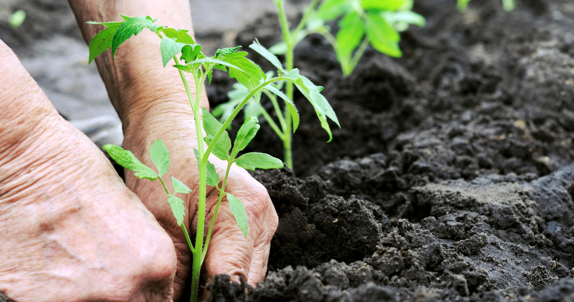 Cura biologica del terreno di giardino e orto Cura biologica del terreno di giardino e orto
