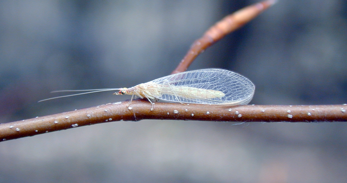 Insetticidi Biologici, naturali - Aficidi