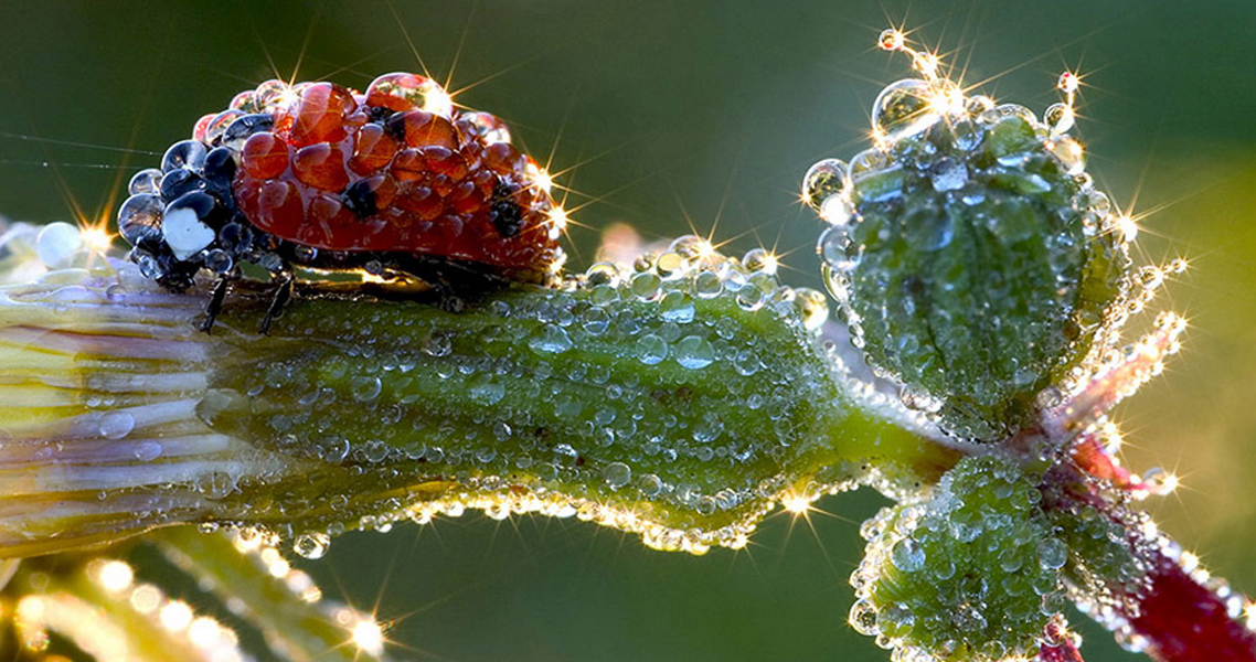 Un prodotto naturale per la lotta ai patogeni fungini