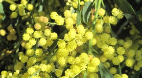 Mimosa des 4 saisons 2