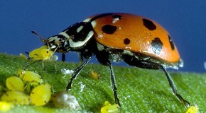 Coccinella